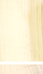 Poplar