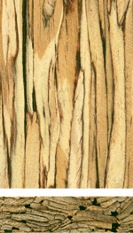 Parallel strand lumber